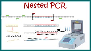 Nested PCR  Principle and usage [upl. by Pillsbury]