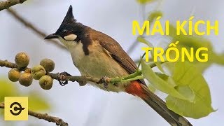 CHÀO MÀO MÁI KÍCH TRỐNG CĂN LỬA [upl. by Krilov]