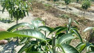 PODA DE FORMACIÓN EN ÁRBOLES DE MANGO KENT PiuraPeru 06042019 [upl. by Zoeller]