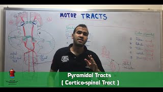 Pyramidal Tracts  Corticospinal Tract [upl. by Abba434]