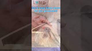 Quick amp Easy Dog Grooming Tips shorts QuickampEasyDogGroomingTips [upl. by Lovel]