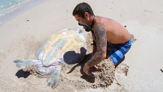 YBS Lifestyle Ep 29  HELPLESS TURTLE GETS RESCUED  Crayfish Catch And Cook [upl. by Buddie73]