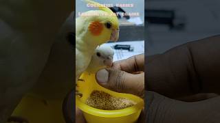 Hand fed Cockatiel Babies Learning to eat grains ytshorts youtubeshorts [upl. by Nnylyam]