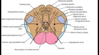 Neuroanatomy of Medulla Oblongata Internal Structure at the Level of Decussation of Lemnisci [upl. by Flavio742]