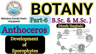 Anthoceros Sporophyte Development Development of Sporophytes in AnthocerosAnthoceros BSc 1st year [upl. by Beckett]