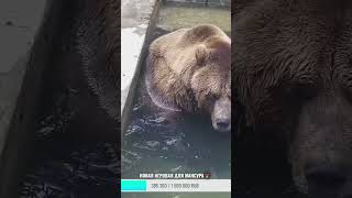 Медведь Мансур  Mansur the Bear Как Мансур переносит жару [upl. by Aisanat323]