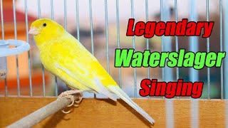 Legendary Waterslager Canary Singing For Training  وتر سلاجر [upl. by Magnolia]