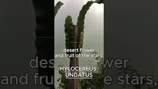 HYLOCEREUS UNDATUS AKA PITAYA [upl. by Robma]