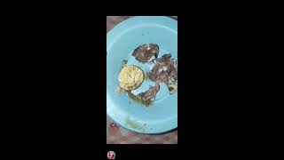 ASMR Balut a Filipino streetexotic that you must try yyyuummm asmr yummy exotic food viral [upl. by Ibed]