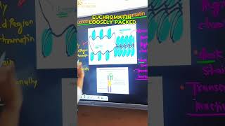 Euchromatin vs Heterochromatin neet shorts biology k2institute [upl. by Fredericka]