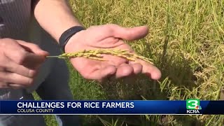 California rice crop yielding only half of what it normally produces according to California Ric [upl. by Notpmah]