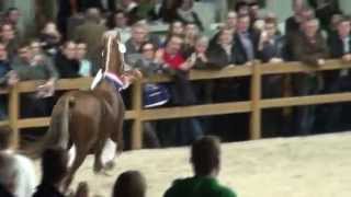 Kampioen KWPN Hengstenkeuring Den Bosch Tuigpaarden  Patijn x Manno [upl. by Snashall]