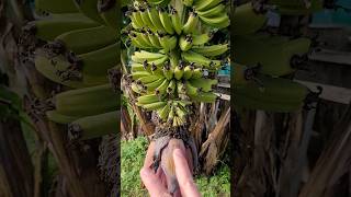 2 Motivos para Cortar o Coração da Bananeira ou Umbigo da Banana [upl. by Nylanna]