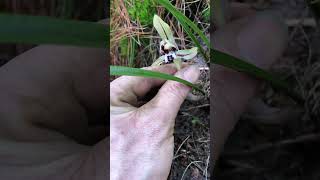 Searching orchid plant in a deep forest short [upl. by Shiller227]