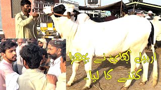 Ramzan Ki Pehli Bargaining Multan Cow Mandi SSTvs [upl. by Marduk]