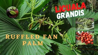 Licuala Grandis Ruffled Fan Palm  Slow Growing Exotic Palm for Indoor and Outdoor [upl. by Kerstin]