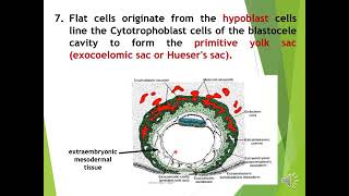 5th lec Bilaminar amp Trilaminar germ [upl. by Eegnat]