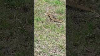 Hanging out with a Goanna [upl. by Ihpen]