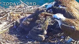 143🦅Osprey Nest／Port Lincoln Osprey Live Stream [upl. by Etheline]