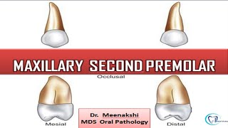 Permanent Maxillary Second Premolar [upl. by Nancee]