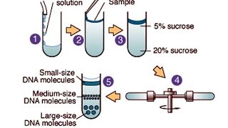 Centrifugation [upl. by Menis]