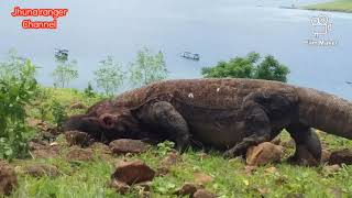 Komodo Dragon Eat Wild Boar [upl. by Chane650]