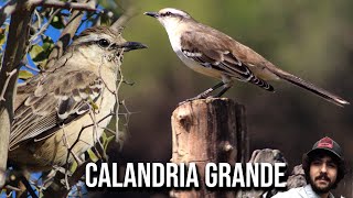 Calandria grande 4K Mimus saturninus Chalkbrowed mockingbird Sinsonte Calandria Sabiá do campo [upl. by Refotsirhc]