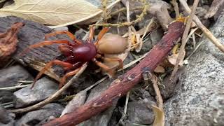 Woodlouse Spider in Hunting Mode [upl. by Atiuqehs]