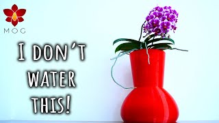 This pot waters your Orchid for you LITERALLY 3DPing Automatic Watering System [upl. by Artkele]