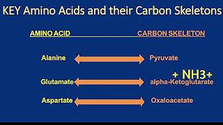 Catabolism of Alanine Glutamate and Aspartate Metabolism Made Easy [upl. by Lette]