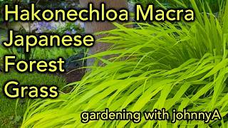 How To Grow Hakonechloa macra or Hakone Grass  Japanese Forest Grass [upl. by Aneerak513]