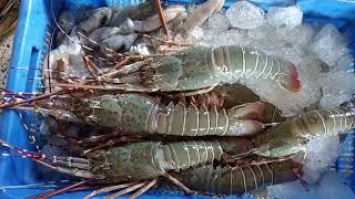 সামুদ্রিক তরতাজা লবস্টার চিংড়ি মাছ  Sea Fresh Lobster Shrimp Fish [upl. by Seavir915]