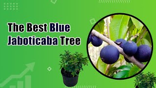 Explore The Mesmerizing World of Blue Jaboticaba  Everglades Farm [upl. by Ramalahs706]