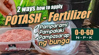 Paano Paggamit ng 0060 Potash Fertilizer  How to Apply  Use Potash Fertilizer 0060 [upl. by Alyda]