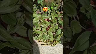 tradescantiazebrina Tradescantia Wanderingjew Groundcover Plant Gardenplantsampflowers Shortv [upl. by Nawrocki609]