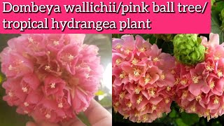 Dombeya plant care How to grow and care Dombeya wallichiipink ball treetropical hydrangea plant [upl. by Salahi]