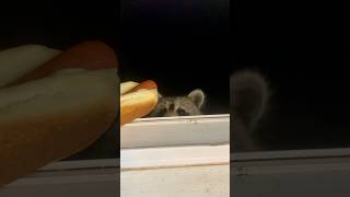 Raccoon V Hotdog [upl. by Atinrehs]