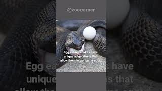 Egg Eating Snake  These Snakes Eat Eggs Of Other Animals [upl. by Ydarb483]