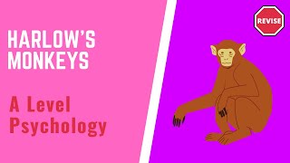 A Level Psychology  Harlows Monkeys [upl. by Smail]