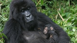 Amazing Facts About Gorillas [upl. by Silvester]