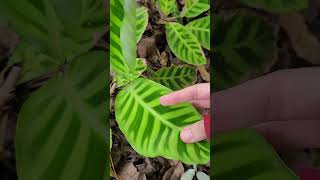 Maranta zebra Goeppertia zebrina plantada no chão para se recuperar do cultivo sem sucesso em vaso [upl. by Ditzel156]