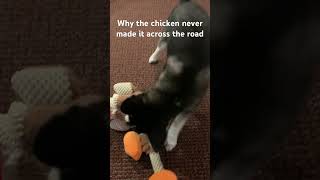 Why the chicken never made it across the road pomskypuppy pomsky pomskylove [upl. by Owades561]