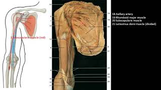 SCAPULOHUMERAL MUSCLES [upl. by Gannes]