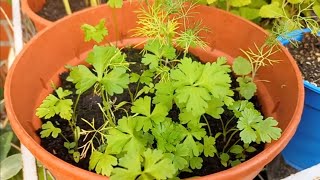 UPDATE How to Grow Parsley from Seed 22 [upl. by Osana211]