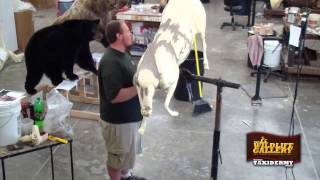 Taxidermy Time Lapse  Aoudad [upl. by Kellie698]