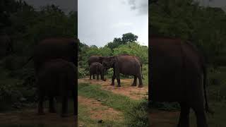 Wild giants in Sri Lanka [upl. by Flam717]