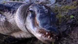 Big Alligator Caught in Central Florida  Christmas 2012 [upl. by Hamforrd]