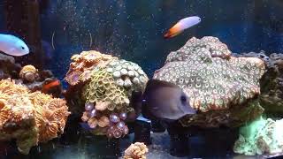 Firefish Chromis Blenny Scopas Tang Giant Favia Zoanthids [upl. by Aleehs921]