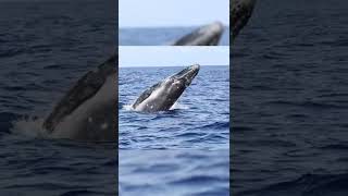 Baby Humpback Whale 🐋 Breaching Out of Water shorts [upl. by Sida]