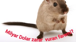 FarelerEkonomilere Milyarlarca Dolar zarar veren hayvan [upl. by Ahsieat226]